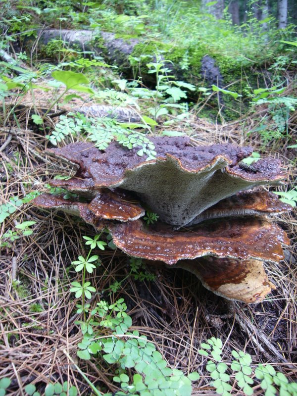 Travel - India - Himachal Pradesh - Parvati Valley - Pulga - Forest Above Pulga